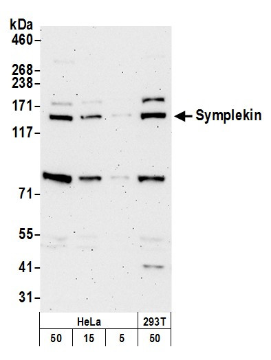 Symplekin Antibody in Western Blot (WB)