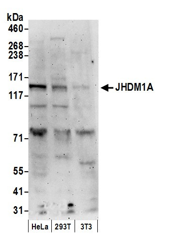 JHDM1A Antibody in Western Blot (WB)