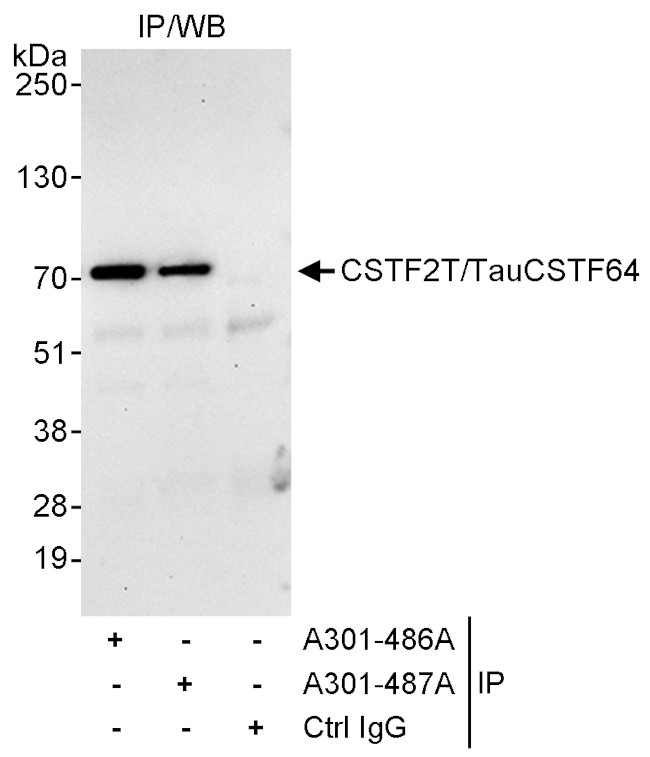 CSTF2T/TauCSTF64 Antibody in Immunoprecipitation (IP)