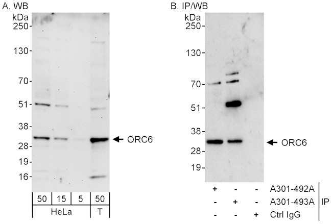 ORC6 Antibody in Western Blot (WB)