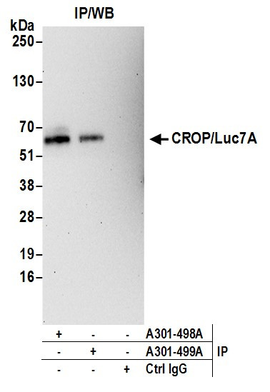 CROP/Luc7A Antibody in Immunoprecipitation (IP)