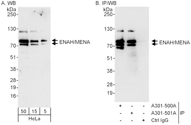 ENAH/MENA Antibody in Western Blot (WB)