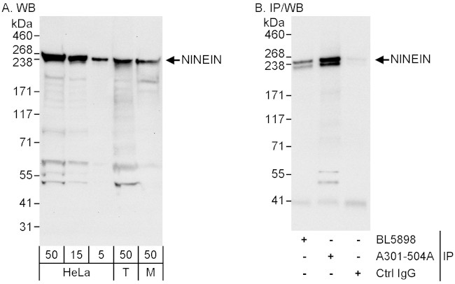 Ninein Antibody in Western Blot (WB)