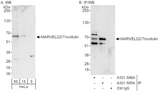 MARVELD2/Tricellulin Antibody in Western Blot (WB)