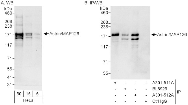 Astrin/MAP126 Antibody in Western Blot (WB)