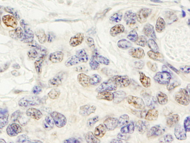 ZNF592 Antibody in Immunohistochemistry (Paraffin) (IHC (P))