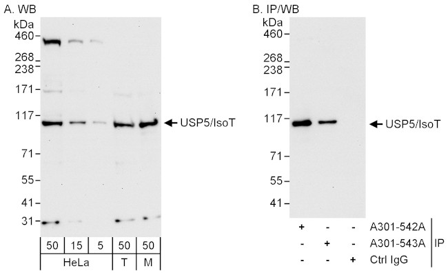 USP5/IsoT Antibody in Western Blot (WB)