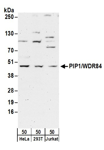 PIP1/WDR84 Antibody in Western Blot (WB)