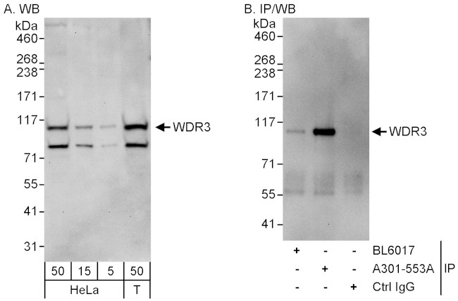 WDR3 Antibody in Western Blot (WB)