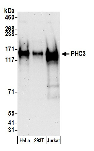 PHC3 Antibody in Western Blot (WB)