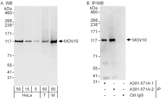 MOV10 Antibody in Western Blot (WB)