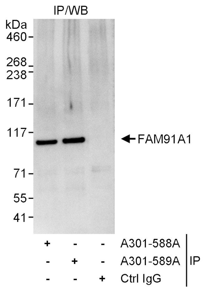 FAM91A1 Antibody in Immunoprecipitation (IP)