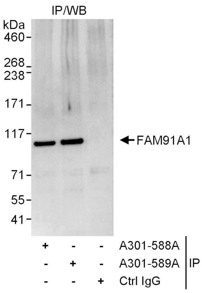 FAM91A1 Antibody in Immunoprecipitation (IP)