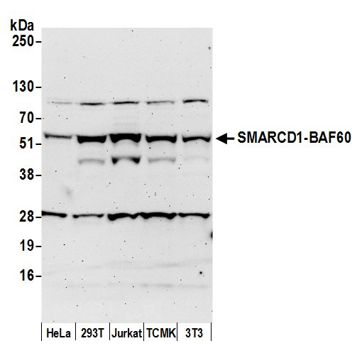 SMARCD1/BAF60a Antibody in Western Blot (WB)