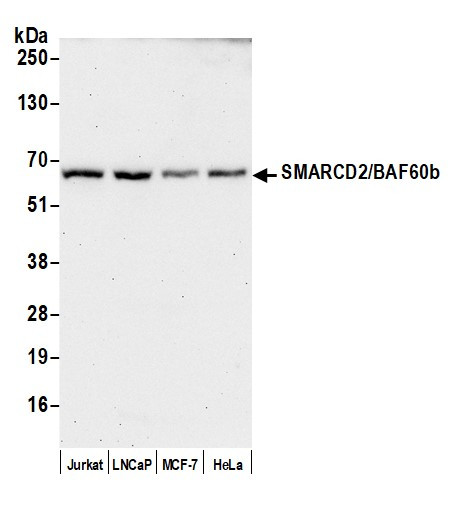 SMARCD2/BAF60b Antibody in Western Blot (WB)