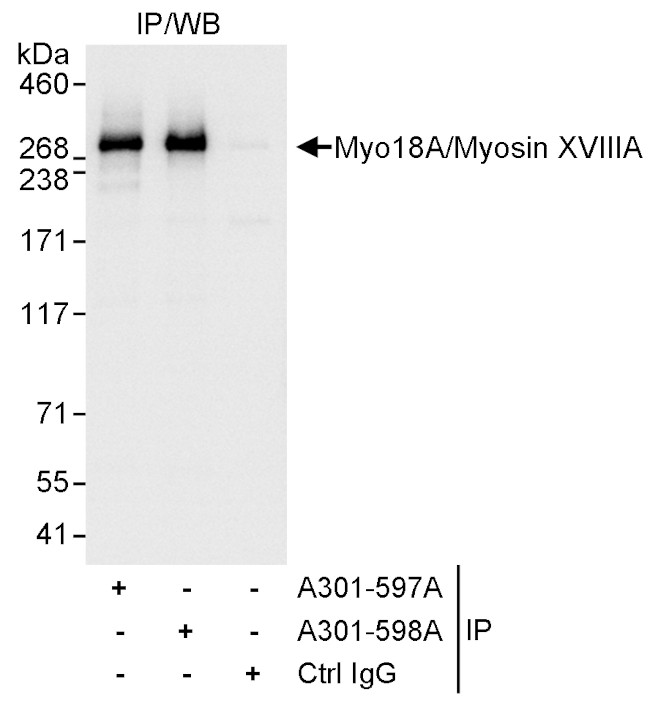 Myo18A/Myosin XVIIIA Antibody in Immunoprecipitation (IP)