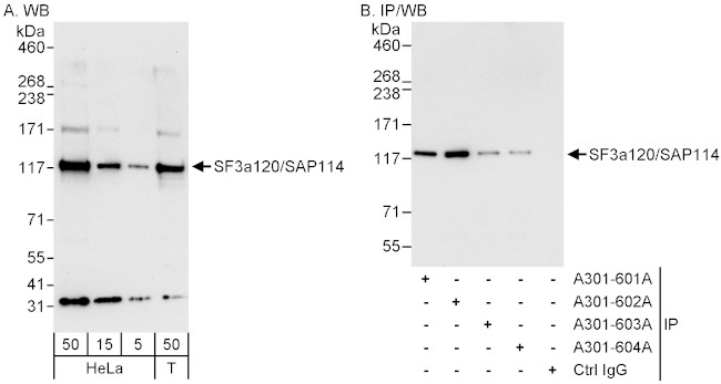 SF3a120/SAP114 Antibody in Western Blot (WB)