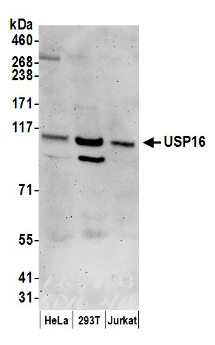 USP16 Antibody in Western Blot (WB)