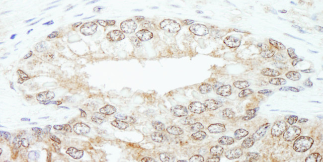 KPNA3 Antibody in Immunohistochemistry (Paraffin) (IHC (P))