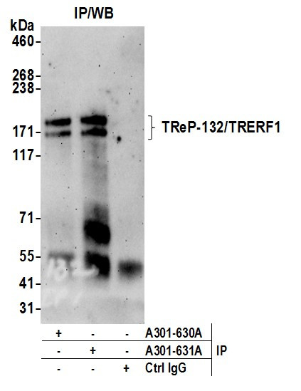 TReP-132/TRERF1 Antibody in Immunoprecipitation (IP)