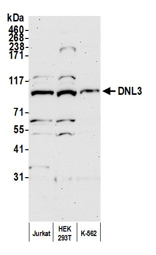 DNL3 Antibody in Western Blot (WB)