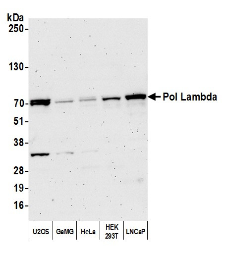 Pol Lambda Antibody in Western Blot (WB)
