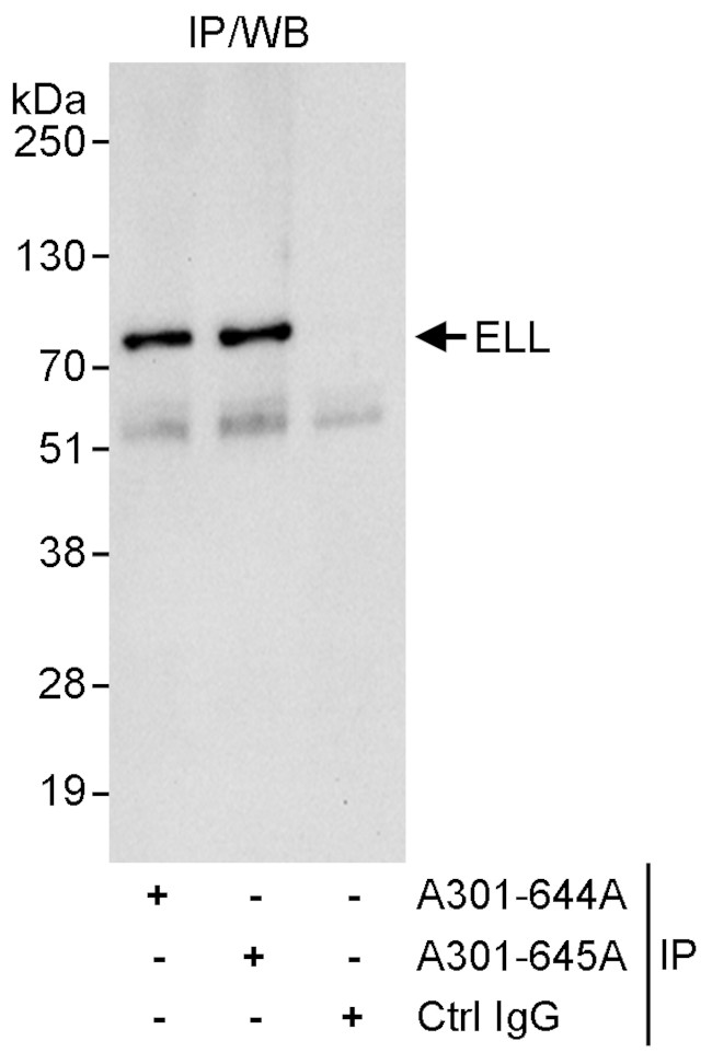 ELL Antibody in Immunoprecipitation (IP)