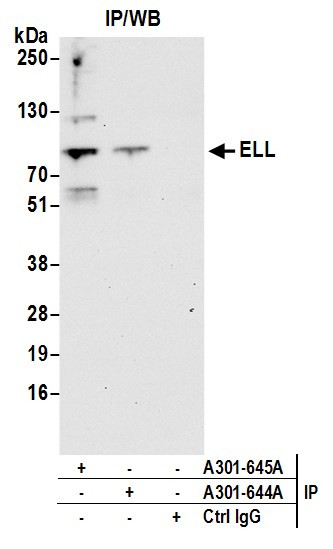 ELL Antibody in Immunoprecipitation (IP)