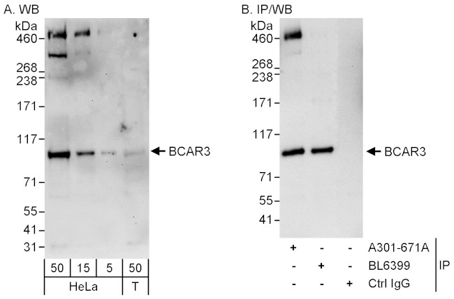 BCAR3 Antibody in Western Blot (WB)