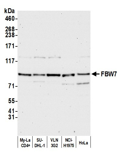 FBW7 Antibody in Western Blot (WB)