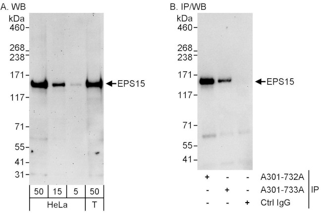 EPS15 Antibody in Western Blot (WB)