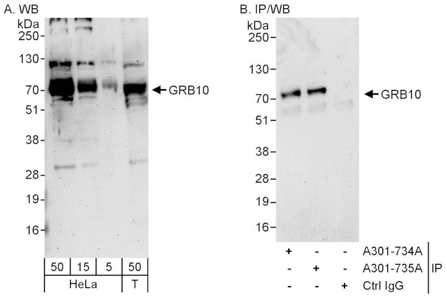 GRB10 Antibody in Western Blot (WB)