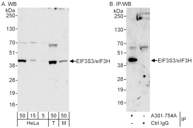 eIF3H/EIF3S3 Antibody in Western Blot (WB)