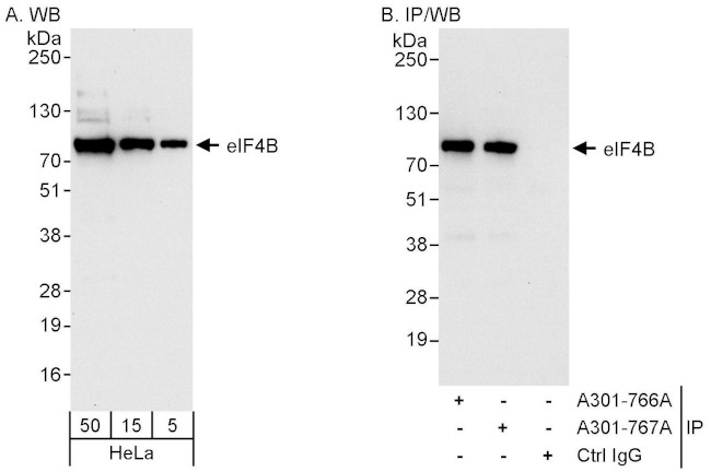eIF4B Antibody in Western Blot (WB)