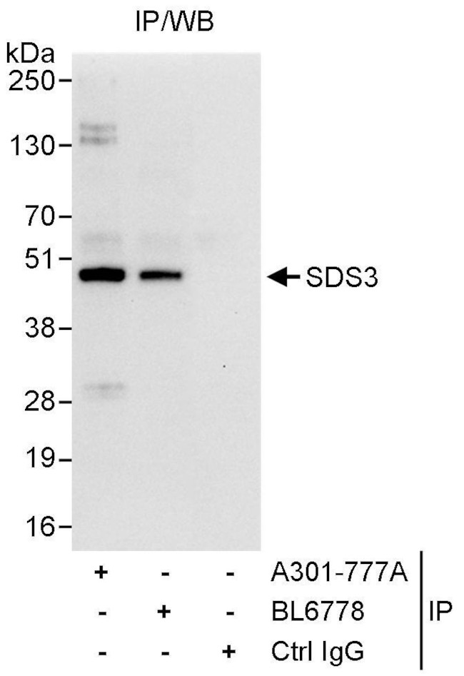 SDS3 Antibody in Immunoprecipitation (IP)