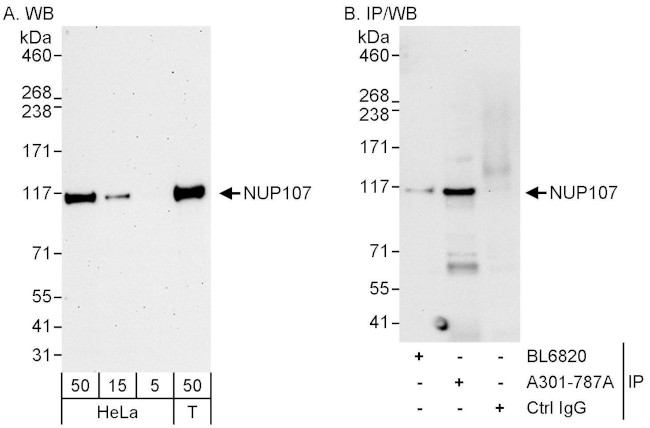 NUP107 Antibody in Western Blot (WB)