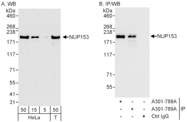 NUP153 Antibody in Western Blot (WB)