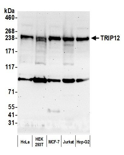 TRIP12 Antibody in Western Blot (WB)