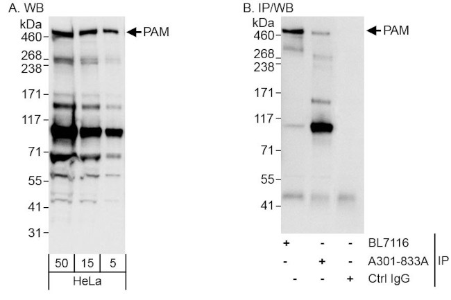 PAM Antibody in Western Blot (WB)