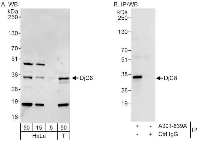 DjC8 Antibody in Western Blot (WB)