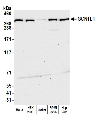 GCN1L1 Antibody in Western Blot (WB)