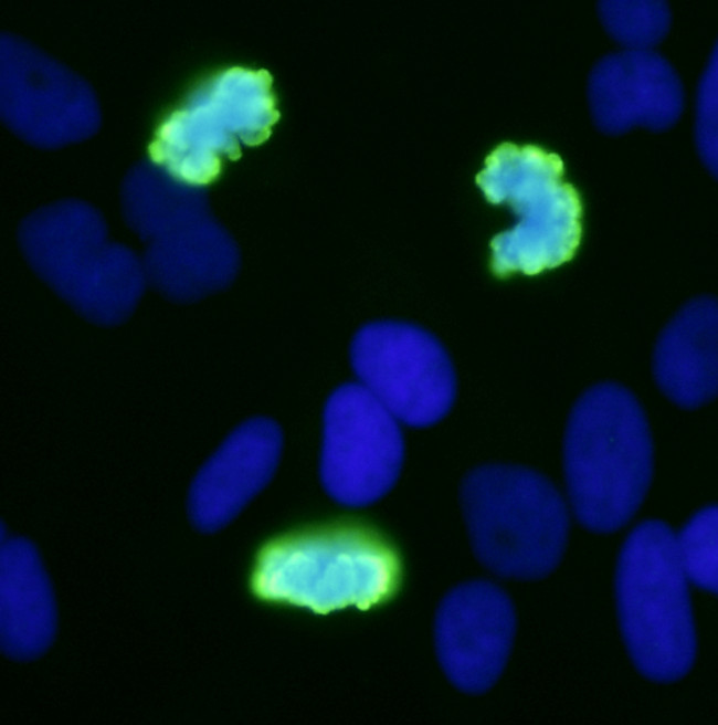 Phospho-Histone H3 (Ser10) Antibody in Immunocytochemistry (ICC/IF)