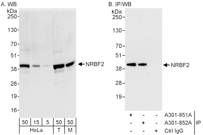 NRBF2 Antibody in Western Blot (WB)