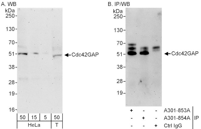 Cdc42GAP Antibody in Western Blot (WB)