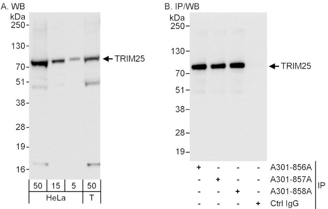 TRIM25 Antibody in Western Blot (WB)