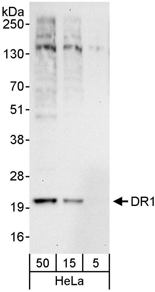 DR1 Antibody in Western Blot (WB)