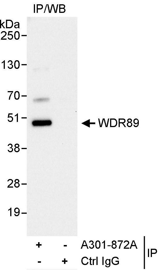 WDR89 Antibody in Immunoprecipitation (IP)