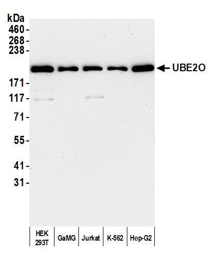 UBE2O Antibody in Western Blot (WB)