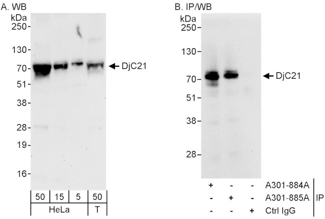 DjC21 Antibody in Western Blot (WB)