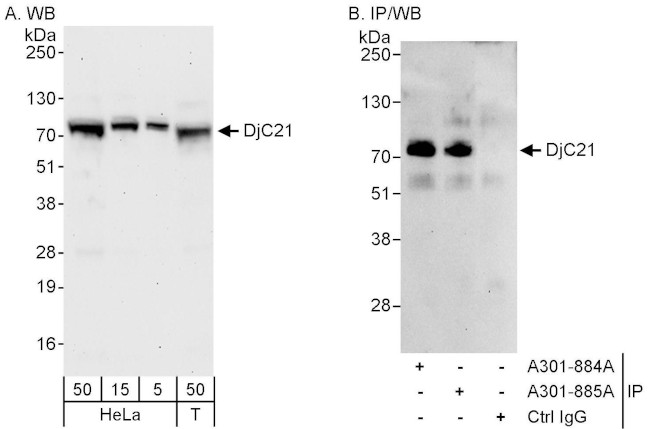 DjC21 Antibody in Western Blot (WB)